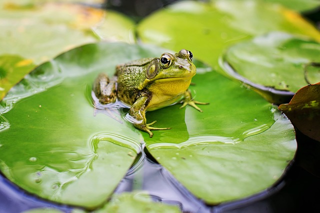 Rettet die Frösche